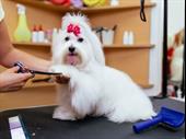 amazing pet supply grooming