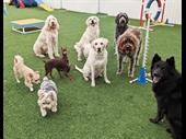 fast-growing dog daycare w