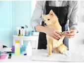 high-end dog grooming business