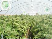 established medical marijuana grow