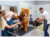 premier pet grooming business