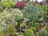 profitable tree plant nursery