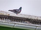 established niche pest control
