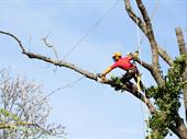 excellent tree service broward