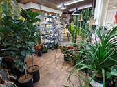 destination niche-plant-nursery with 2