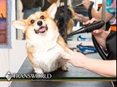 flourishing pet grooming empire