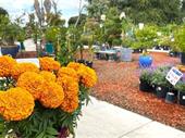 established profitable nursery with