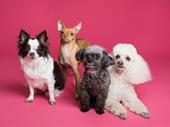 high-demand dog breeding business