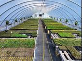 usda organic-certified wholesale nursery