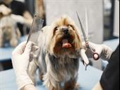 dog grooming school netting