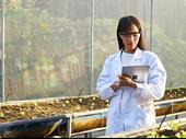 organic conventional rice processing