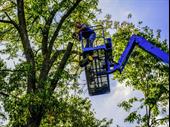 thriving tree service co