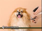 profitable turnkey pet grooming