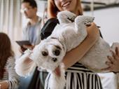 profitable pet boarding grooming