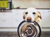 successful award-winning pet wants