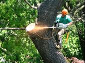 green industry turf tree