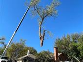 well-established abilene tree removal