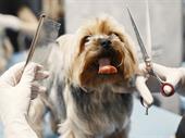 profitable established pet grooming