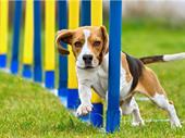 profitable dog training franchise