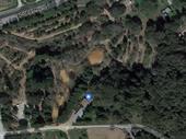 landscape tree nursery with