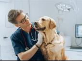 own a thriving veterinary