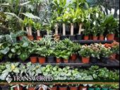 established nursery with valuable