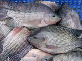 fresh seafood wholesaler distributor