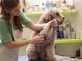 profitable dog grooming salon