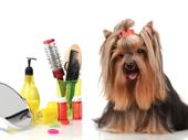 absentee owned pet grooming