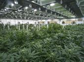 midwest cannabis cultivation processing