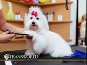 upscale pet grooming spa