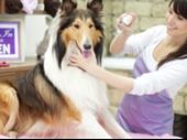 established pet grooming shop