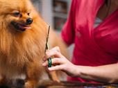 mobile pet grooming services