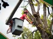 tree removal service business