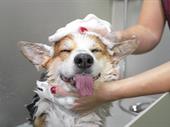 profitable turnkey dog grooming