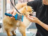 turnkey pet grooming business