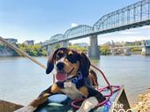 mobile dog training franchise
