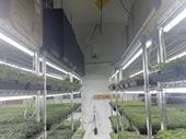 established microgreen business central