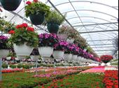 greenhouse wholesaler