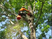 tree service business for