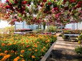 wholesale heritage nursery-horticultural production