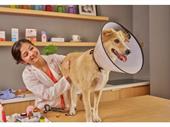 established dallas veterinary practice