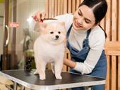 turnkey pet grooming business