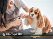 established pet grooming retail