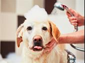 sfl pet grooming business