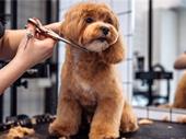 top-performing pet grooming store