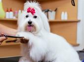 premium pet grooming spa-affluent