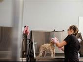 established pet grooming business
