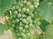 full service vineyard wine