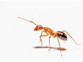 established pest control company